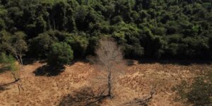 Área de vegetação em recuperação após processo de degradação ambiental